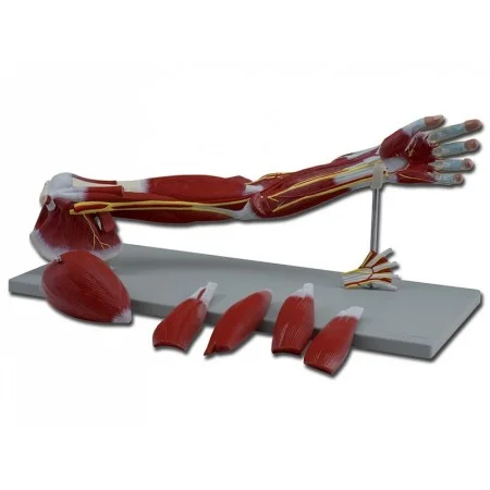 medicalistore202605291440041437631