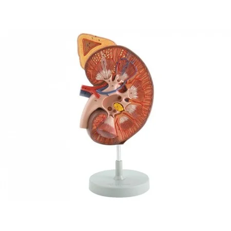 medicalistore202605291440541437707