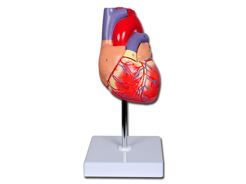 nimedixmedical202605291218561430274
