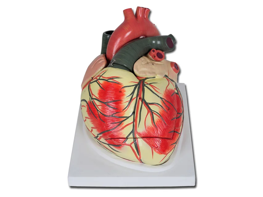 nimedixmedical202605291218561430275