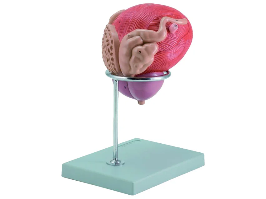 nimedixmedical202605291219041430287